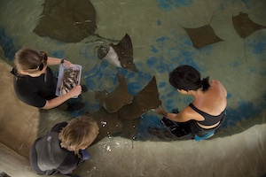 The hands-on Stingray Encounter is a popular favorite among visitors of all ages.